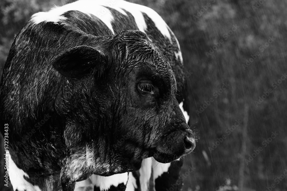 Canvas Prints beef calf face on farm closeup in rainy weather, baby cow in black and white. - Canvas Prints