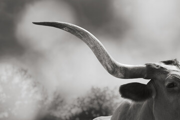 Curve of Texas longhorn horn on cow closeup with blurred background and majestic style.