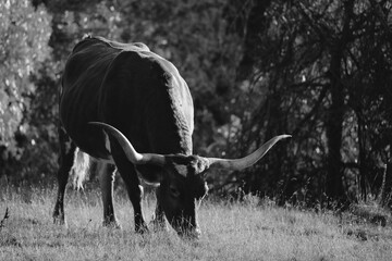 Texas longhorn cow grazing closeup in black and white outdoors on farm.