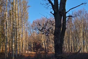 Forstwald, Weg, Einschlag, sonniger Tag