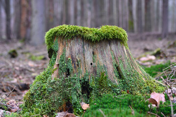 Morbide Schönheiten im Wald, Baumstümpfe Moos Laub, Flechten