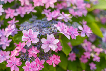 Fototapeta na wymiar Purple Hydrangea flower in the garden