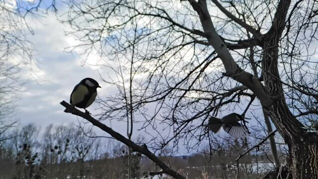 Yellow-black birds titmouse lands on branch near feeder close-up against trees background in evening in slow motion 240fps