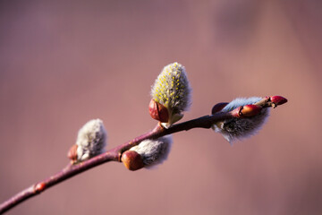 Pussy willow on the branch, blooming verba in spring park. Delicate willow flowers in spring, symbols of spring and Easter.