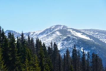 Beautiful view of the snowy mountains with blue sky , no clouds during day in the spring. Spring meadow with snow and knee-timber. West Tatras, Slovakia, Liptovsky Mikulas.