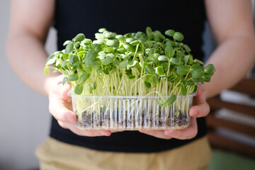 Male hands close up holding micro green sprouts