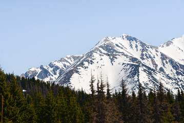 Obraz premium Beautiful view of the snowy mountains with blue sky , no clouds during day in the spring. Spring meadow with snow and knee-timber. West Tatras, Slovakia, Liptovsky Mikulas.