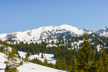Beautiful view of the snowy mountains with blue sky , no clouds during day in the spring. Spring meadow with snow and knee-timber. West Tatras, Slovakia, Liptovsky Mikulas.
