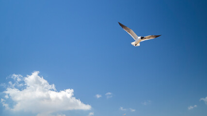 Laughing Gull (Freedom)