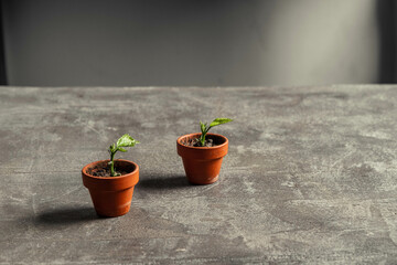 baby hibiscus sprouting in tiny terracotta pots on a concrete cement table top