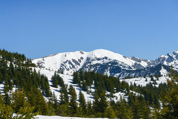 Beautiful view of the snowy mountains with blue sky , no clouds during day in the spring. Spring meadow with snow and knee-timber. West Tatras, Slovakia, Liptovsky Mikulas.