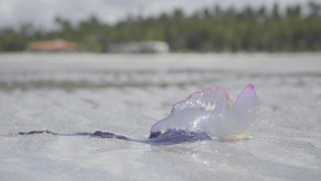stranded jellyfish (Physalia physalis) moving its tip on beach sand at low tide