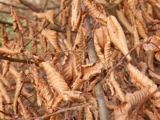 dried fish in the market