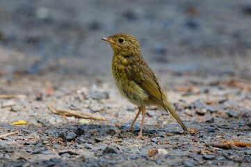 Juvenile European robin