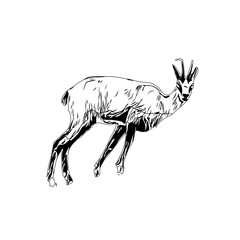 Black and white sketch of a goat with transparent background