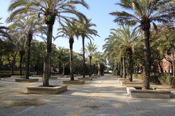 Fototapeta na wymiar Park promenade with open skiy palm trees and tile with small gardens