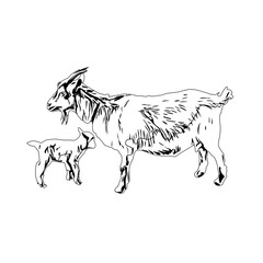 Black and white sketch of a goat with transparent background