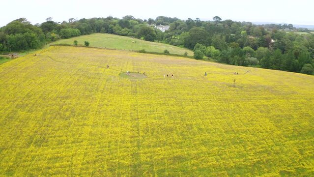Wildflower meadow yellow corn marigold and visitors walking through aerial