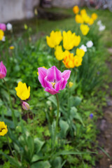 Purple and yellow tulips bloom in a flower bed in a spring garden. Planting and caring for flowers in the flowerbed.