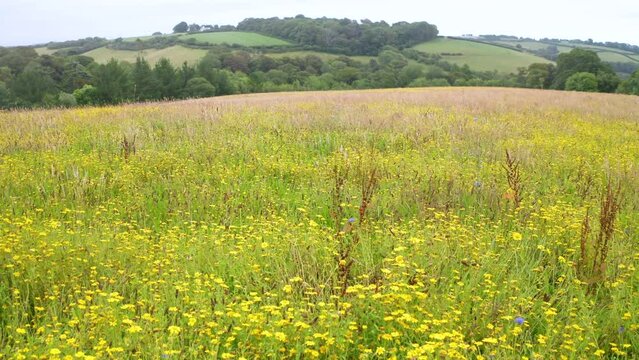 Wildflower meadow site covered in yellow corn marigold aerial angle