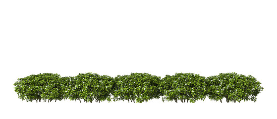 Green shrubs gardening row landscape cutout 3d rendering png © Krit