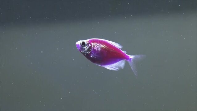 Glowfish, tetra fish swimming in aquarium