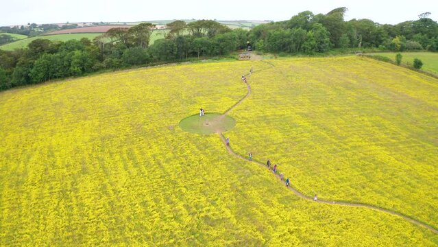 Wildflower meadow variety of yellow corn marigold and visitors walking through