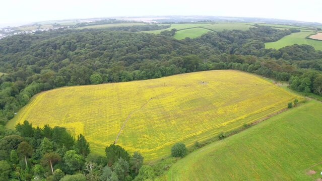 Wildflower meadow natural capital drone aerial angle