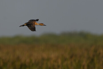 Fulvous Whistling-duck flying over a field