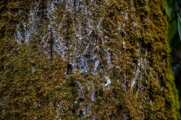 tree, forest, fungus, nature, bark, mold, wood, green, trunk, birch, park, moss, leaf, plant, trees, spring, woods, outdoors, summer, pine, old, autumn, ivy, leaves, day, brown, natural