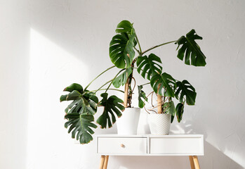 Green tropical monstera plants on toilet table in light and airy interior of room