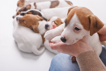 Young woman with her puppy Jack Russell Terrier