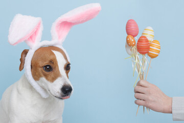 Dog wearing Easter bunny ears peeking out. Happy pet