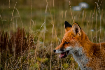 Close up portrait of a wild friendly orange fox in natural habitat, Apuseni Mountains, Romania