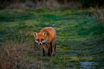 Close up portrait of a wild friendly orange fox in natural habitat, Apuseni Mountains, Romania