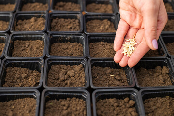 Farmers hand carefully planting vegetable seeds into pots with fertile soil