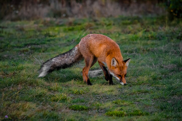 Close up portrait of a wild friendly orange fox in natural habitat, Apuseni Mountains, Romania