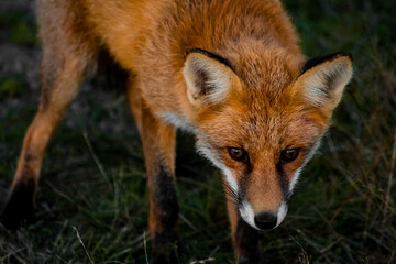 Close up portrait of a wild friendly orange fox in natural habitat, Apuseni Mountains, Romania