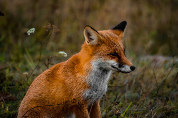 Close up portrait of a wild friendly orange fox in natural habitat, Apuseni Mountains, Romania
