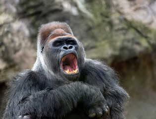 Yawning of an old male leader of herd of gorillas.