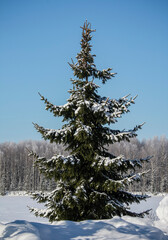 Beautiful spruce at the edge of winter forest in snowy landscape.