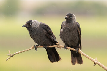 The western jackdaw (Coloeus monedula) (Eurasian jackdaw), (European jackdaw) Bird pair sitting on the branch with green and yellow background. Raining.