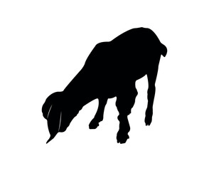 Vector flat goat silhouette isolated on white background