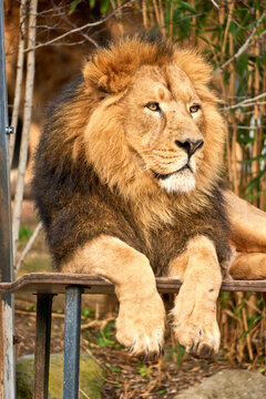K&ouml;nig der L&ouml;wen