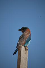 Indian Roller bird