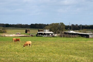 Vacas pastando en el Alentejo Litoral, Portugal