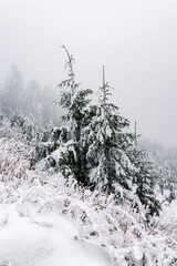 Zwei eingeschneite Tannen