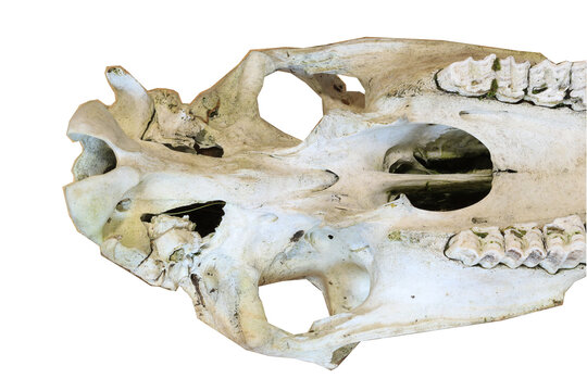 Pony skull isolated 