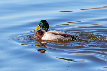 A duck with colorful feathers bathes in the water of a pond. Duck covered in water. Wild life.