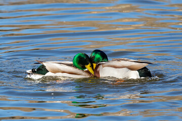 Two ducks fight in the water for the female. Birds faced in nature. Power fight. Wild life.